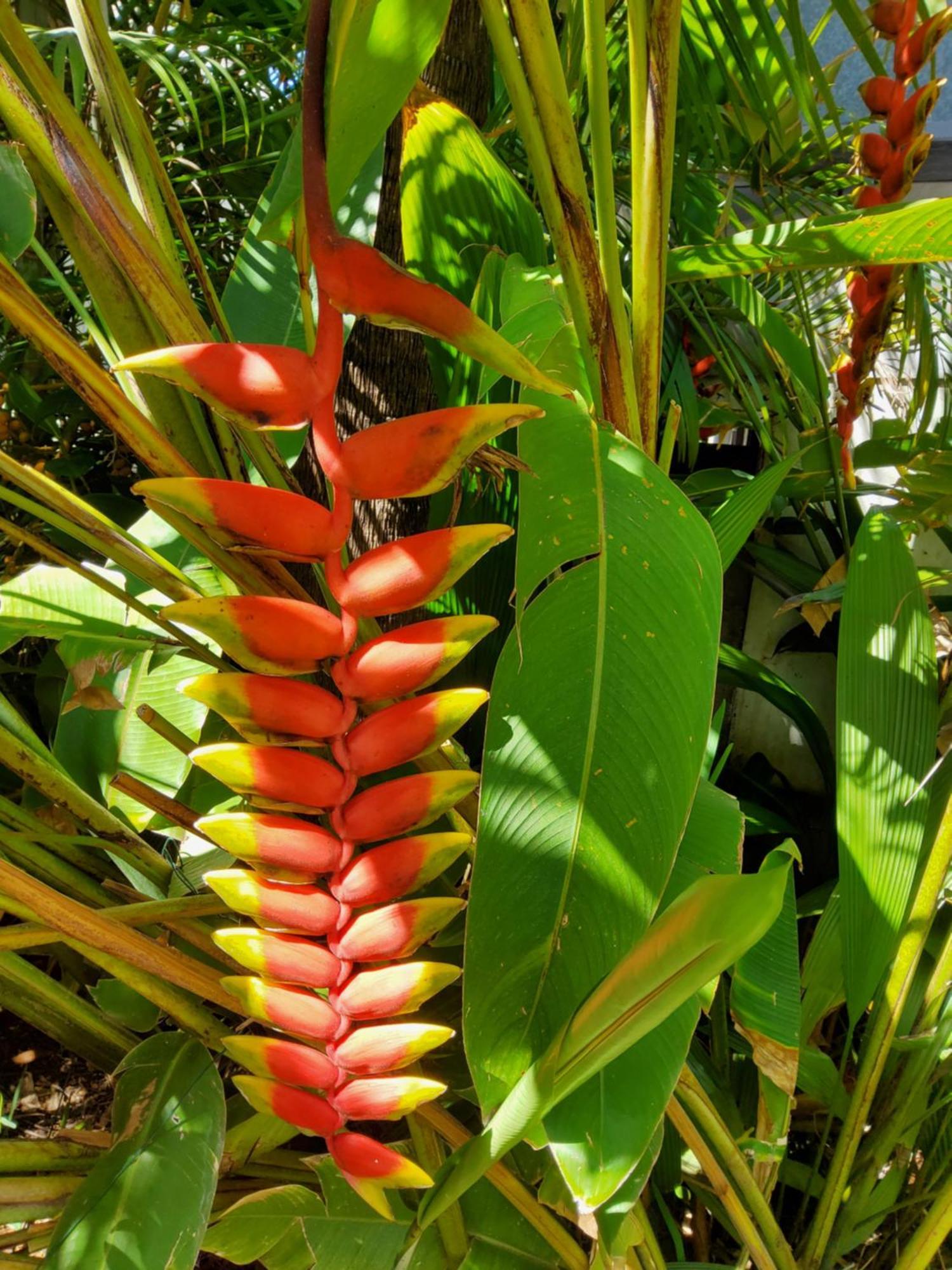 Villa Beaute Tropicale à Saint Pierre Extérieur photo